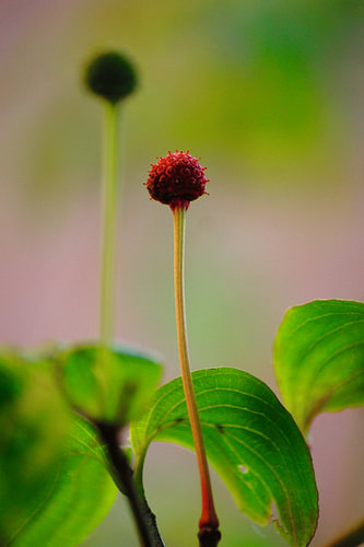 Flowering dogwood fruit