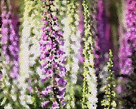 Fleurs sauvages (photo retouchée numériquement)