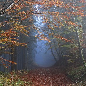 Waldspaziergang in den Vogesen, Herbst in Frankreich von Imladris Images