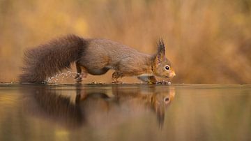 Eichhörnchen am Rande von Jan-Willem Mantel