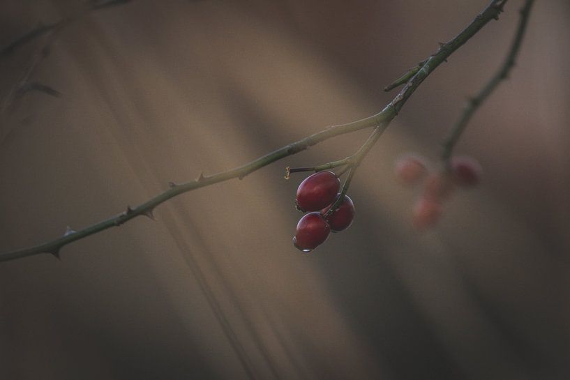 Berries in evening light by Marjolijn Barten