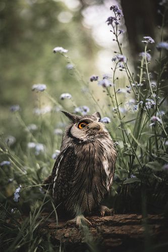 Der Weißwangen-Zwergkauz schaut zwischen den Blumen hervor