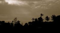 Tropische skyline van palmbomen (Ubud, Bali)