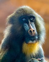 one of Ouwehands Zoo's magnificent Mandrill's