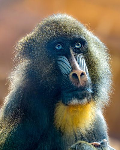 einer der prächtigen Mandrill's des Ouwehands Zoo