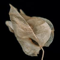 Dryflower Art