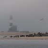 Les gardiens dans la brume – La colonie de phoques de Pelican Point sur Christian Möller Jork