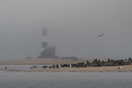 Guardians in the Mist – The Pelican Point Seal Colony