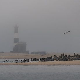 Guardians in the Mist – The Pelican Point Seal Colony by Christian Möller Jork