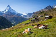 Koeien Findelen Matterhorn Zermatt van Menno Boermans thumbnail