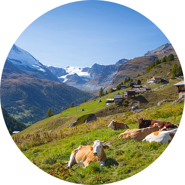 Koeien Findelen Matterhorn Zermatt van Menno Boermans