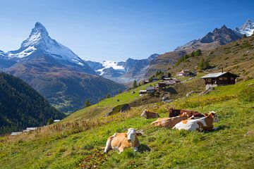 Koeien Findelen Matterhorn Zermatt van Menno Boermans