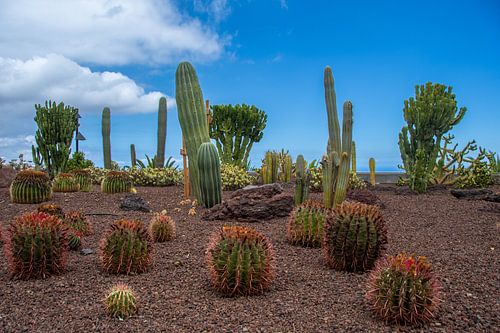 Verschillende soorten cactussen in een park op Tenerife