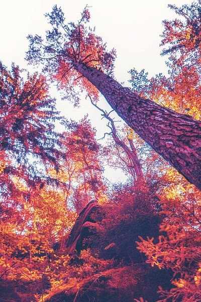 LSD buntes psychodelic Poster zwischen Wald, Felsen und Sandsteinen von Jakob Baranowski - Photography - Video - Photoshop