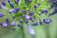 the color purple