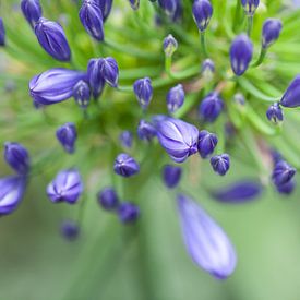 la couleur violette sur Tonia Beumer