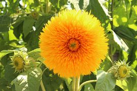Doppelte Sonnenblume von Wilma Overwijn