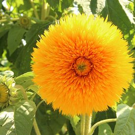 Doppelte Sonnenblume von Wilma Overwijn