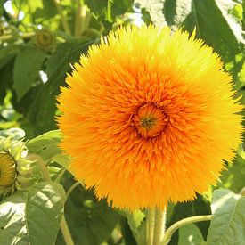 Dubbele Zonnebloem van Wilma Overwijn