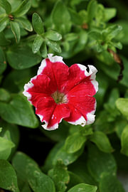 Frost Fire-petunia van Vínculae