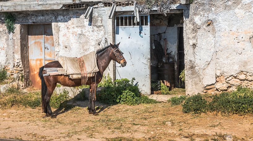 horse in front of old white wall from house with open door by ChrisWillemsen
