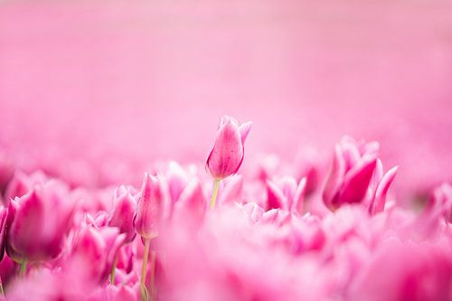 Rosa Tulpe in einem blühenden Tulpenfeld
