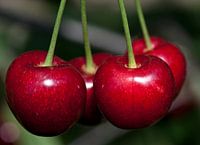 kersen aan de boom 3