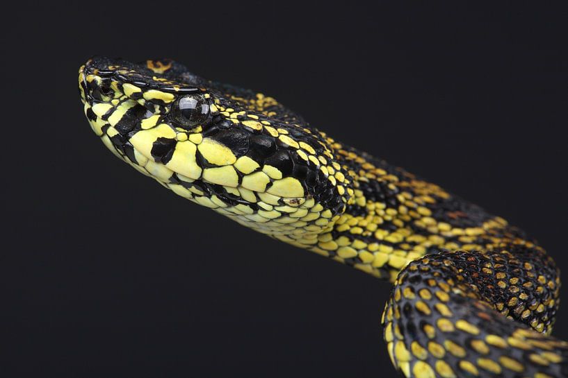 Jerdon-Lanzenkopfnatter (Protobothrops jerdonii) von Ronald Pol