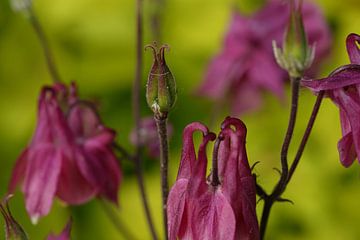 Aquilegia flower in bloom and bud by Jeffry Clemens