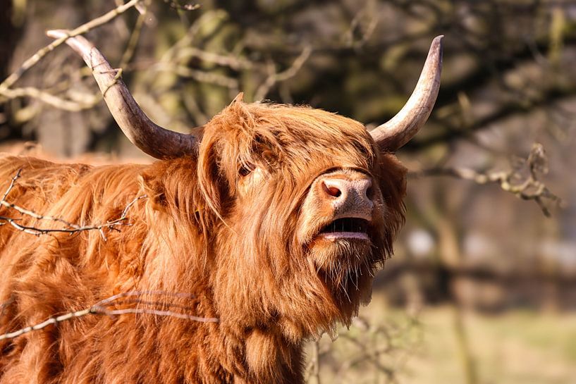 Schotse Hooglander Zwart/Wit van Lens_en_Dier/Vizier Fotografie