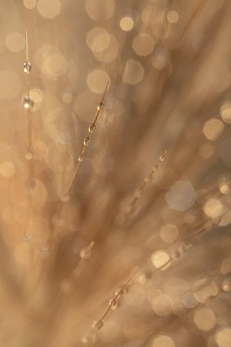 Abstract: Druppels aan grasaren