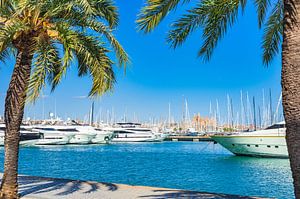 Blick auf den Yachthafen in Palma de Mallorca, Spanien
