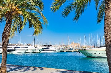 Prachtig uitzicht op de jachthaven in Palma de Mallorca, Spanje van Alex Winter