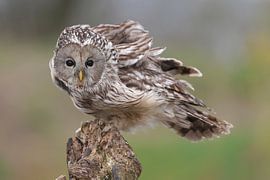 Ural Owl (Strix uralensis) by Ronald Pol