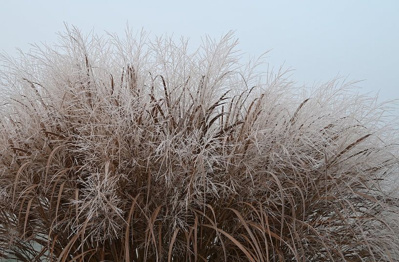 Gefrorenes Gras. von Jose Lok