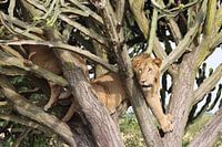 lion safari Uganda Africa