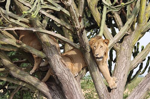 leeuwen safari Oeganda Afrika