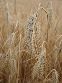 Weizenähren von simone swart