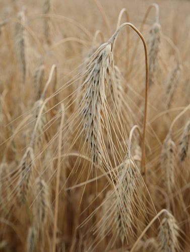 Wheat ear