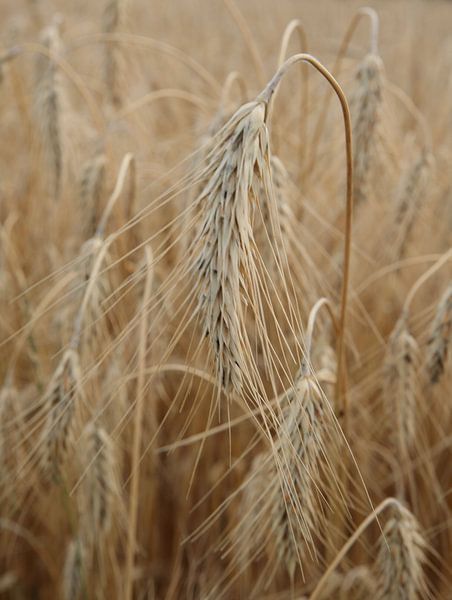 Weizenähren von simone swart