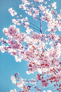 Blüte