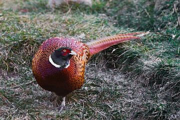 Felgekleurde fazant op het gras, een mooie vette vogel.