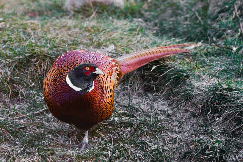 Leuchtend farbiger Fasan auf dem Gras, ein schöner fetter Vogel. von Michael Semenov