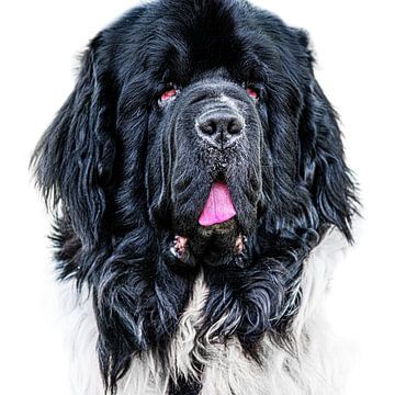 Portret van een New Foundlander hondenras met witte achtergrond van Harrie Muis