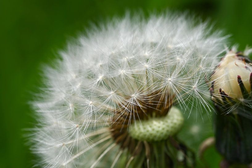 Pissenlit par Wendy van der Klift-Bartelings