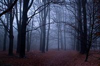Wald im Nebel