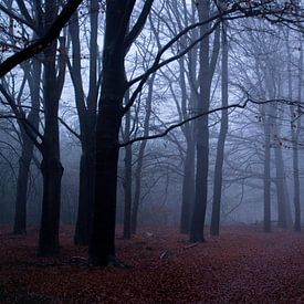 Wald im Nebel von Ilse Jansen