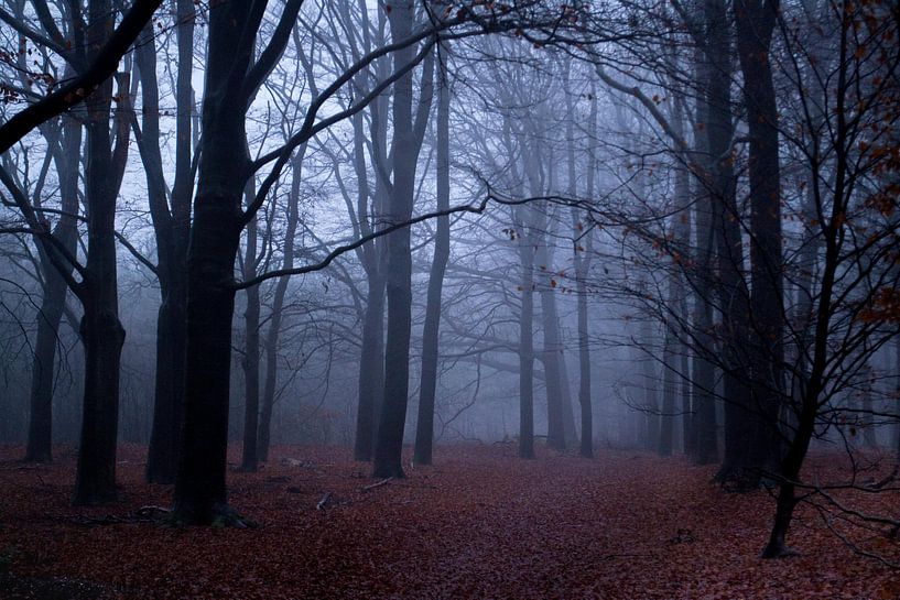 Wald im Nebel von Ilse Jansen