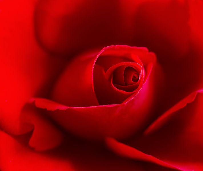 red rose in close-up by Corrie Ruijer