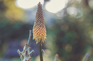 Blumen Teil 168